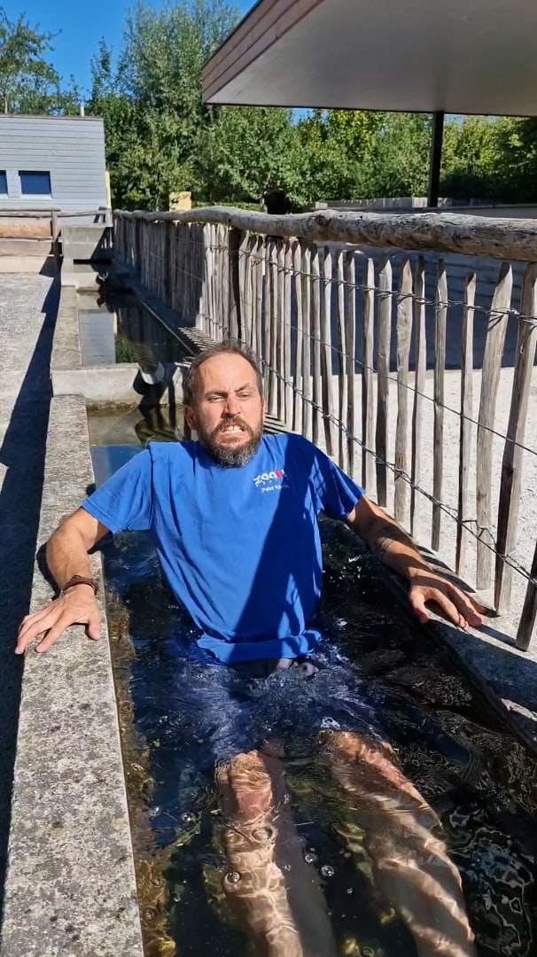 Tierpfleger*innen des Zoo Zürich springen im Rahmen der Teichchallenge 2022 ins Wasser.