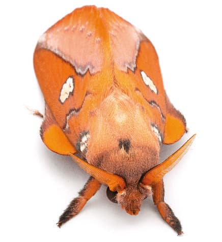 Nachtfalter Callopizoma malgassica (Kenrick, 1914) aus dem Buch «Magic Eyes of Madagascar» von Armin Dett.