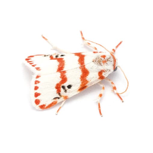 Nachtfalter Cyana amatura (Walker, 1863) aus dem Buch «Magic Eyes of Madagascar» von Armin Dett.