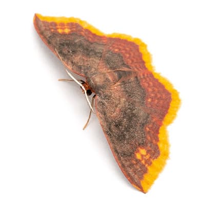 Nachtfalter Eois cf. grataria (Walker, 1861) aus dem Buch «Magic Eyes of Madagascar» von Armin Dett.
