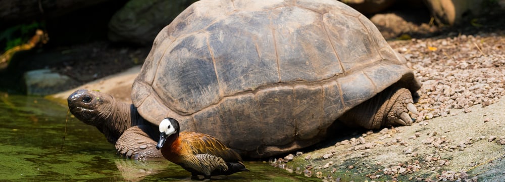 Aldabra Riesenschildkröte