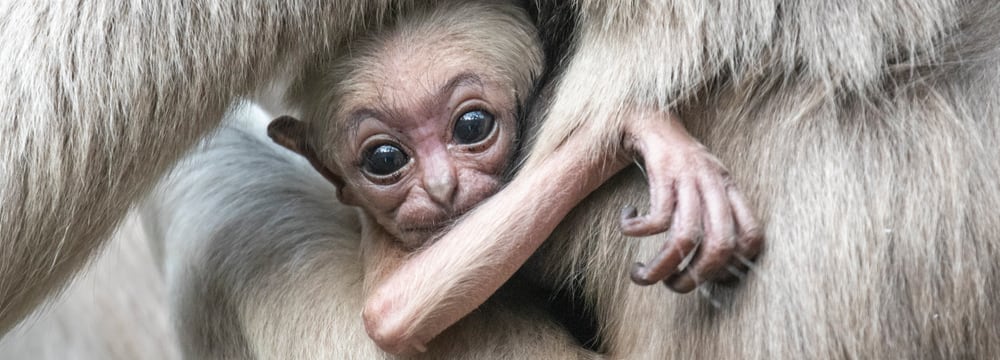 Junger Kappengibbon im Zoo Zürich.