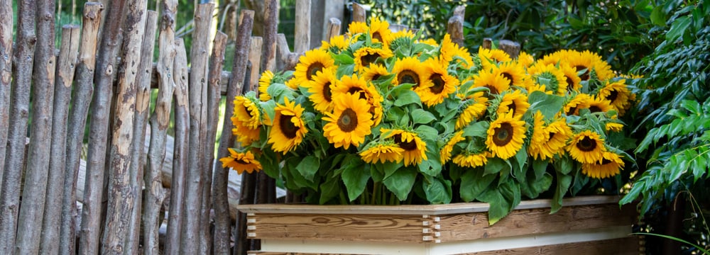 Sonnenblumen zum Gedenken im Zoo Zürich.