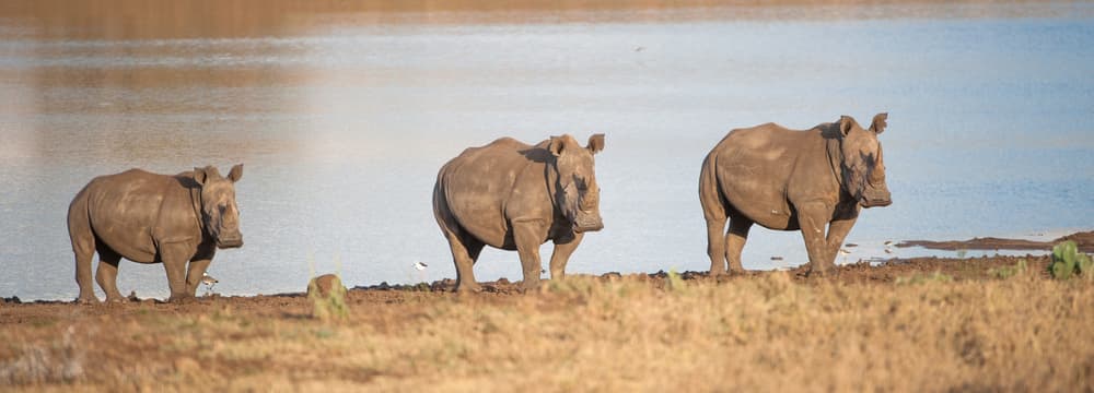 Breitmaulnashörner im Lewa Wildlife Conservancy in Kenia.