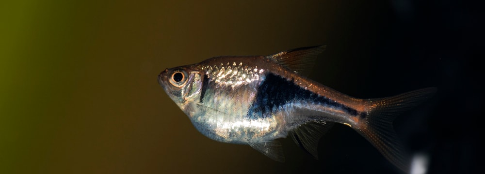 Keilfleckbärbling