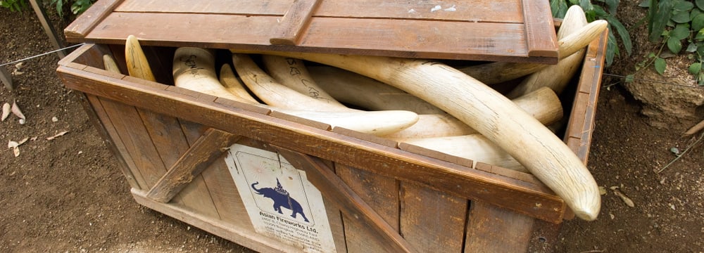 Elfenbein in der Naturschutzausstellung im Kaeng Krachan Elefantenpark.