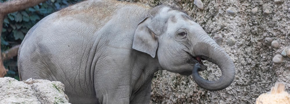 Omysha beim Wassertrinken im Zoo Zürich. 