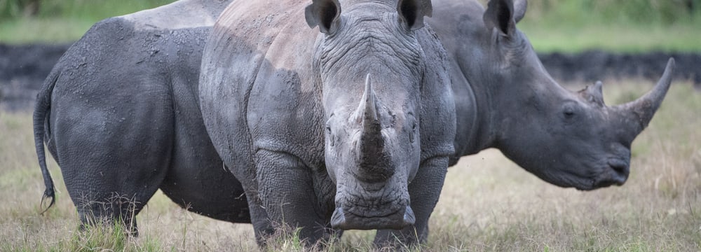 Leadimage Naturschutzprojekt Nashorn Lewa
