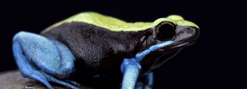 Blaubeiniges Buntfröschchen