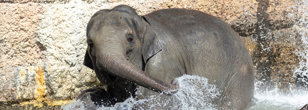 Asiatische Elefantenkuh Omysha beim Baden im Kaeng Krachan Elefantenpark des Zoo Zürich.