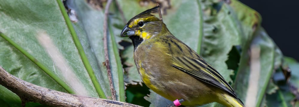 Grüntangare im Zoo Zürich
