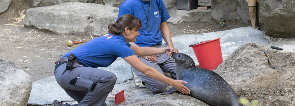 Tierarztbesuch bei den Seehunden im Zoo Zürich.