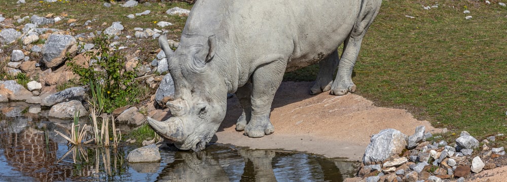 Südliches Breitmaulnashorn Kimba trinkt am Wasserloch in der Lewa Savanne des Zoo Zürich.