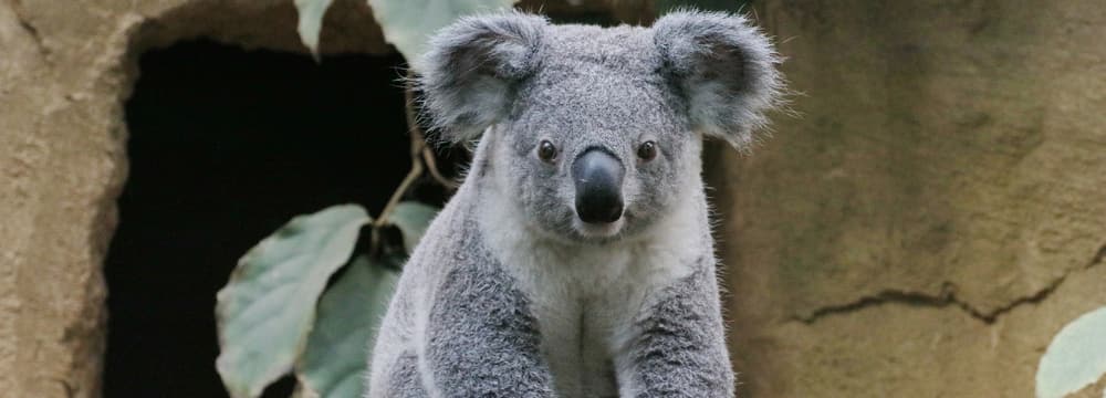 Koala-Männchen Tarni im Zoo Duisburg.