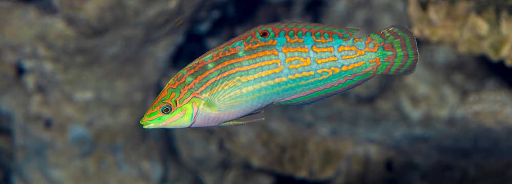 Adorned wrasse