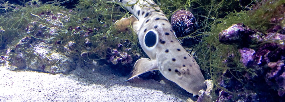 Epalettenhai