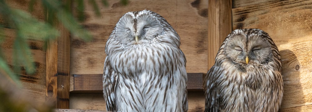 Habichtskäuze im Zoo Zürich.