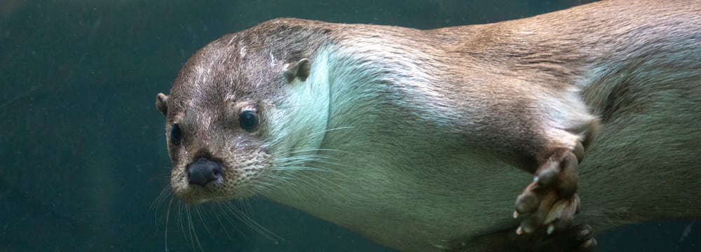 Europäischer Fischotter im Zoo Zürich.