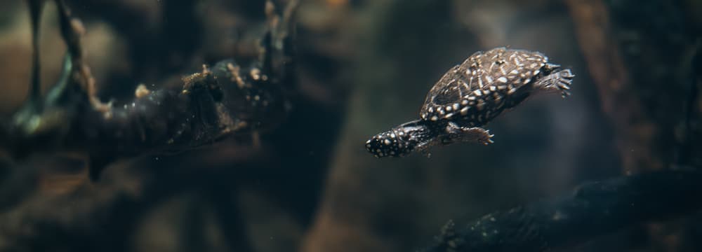 Strahlen-Dreikielschildkröte im Zoo Zürich