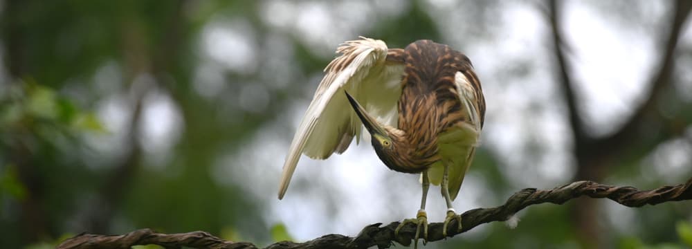 Dickschnabelreiher im Masoala Regenwald des Zoo Zürich.