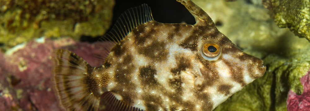 Tangfeilenfisch im Zoo Zürich.