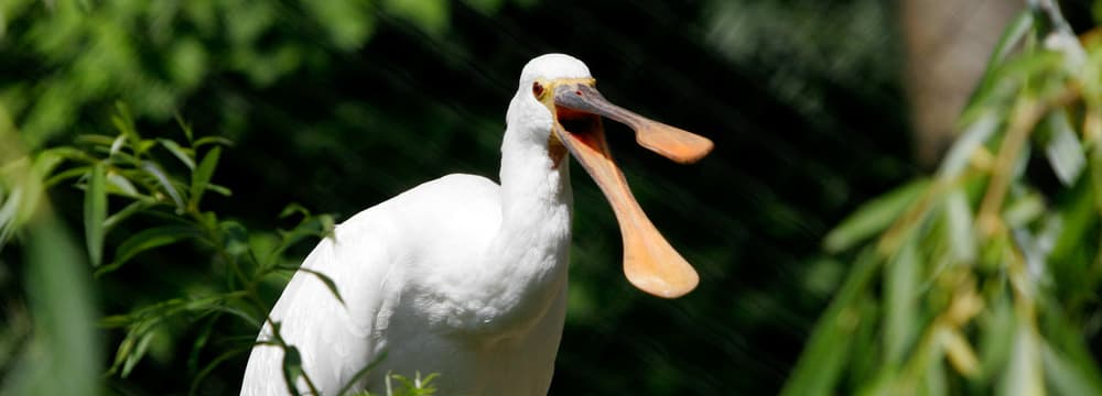 Europäischer Löffler im Zoo Zürich.