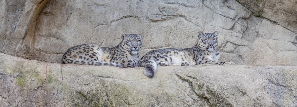 Schneeleoparden Shahrukh und Saida im Zoo Zürich.