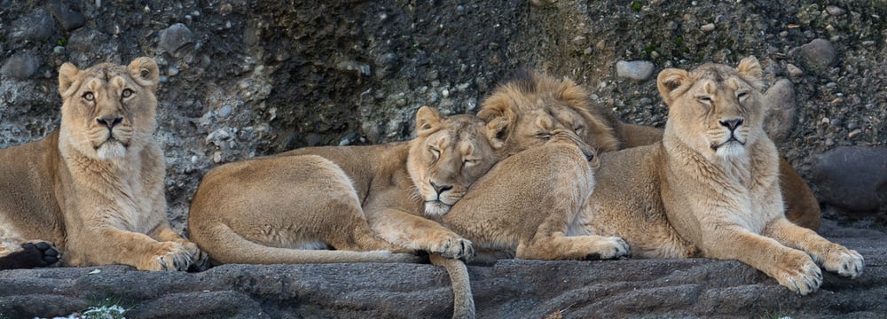 Indische Löwen im Zoo Zürich