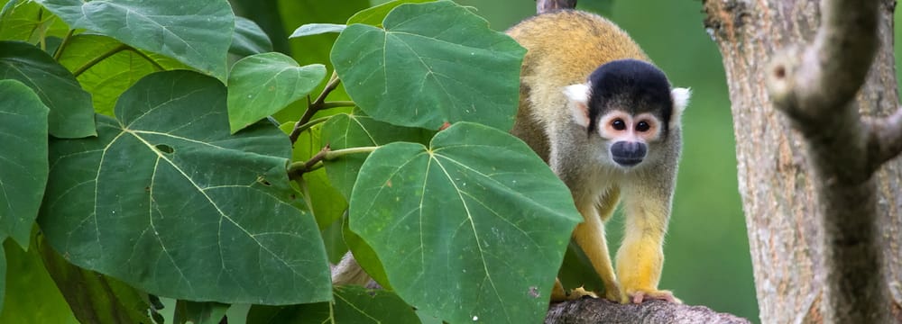 Bolivianisches Totenkopfäffchen im Zoo Zürich