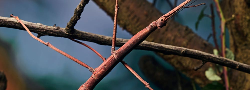 Malaiische Riesenstabschrecke im Zoo Zürich