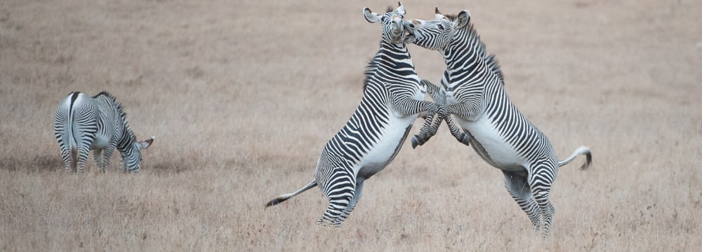 Grevyzebras im Lewa Wildlife Conservancy in Kenia.