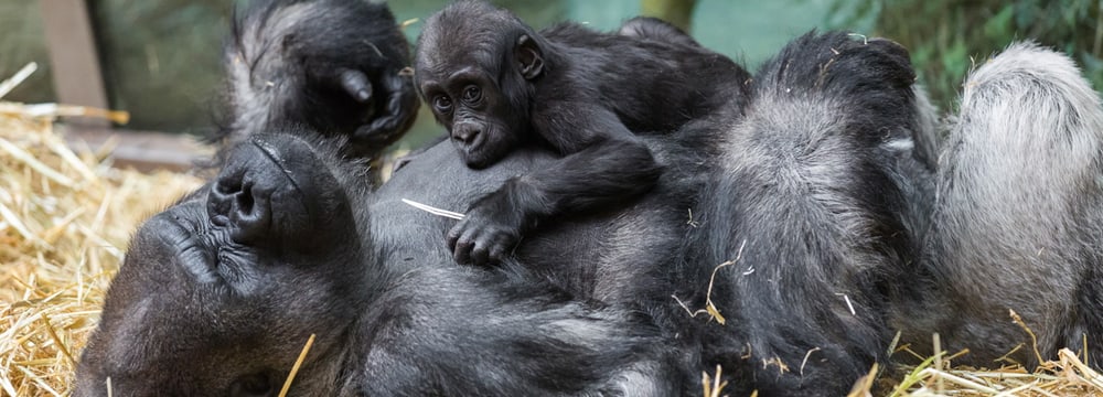 Westliche Flachlandgorillas im Zoo Zürich