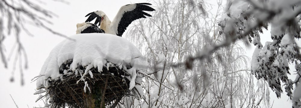Europäische Weissstörche im Zoo Zürich am 15.1.2021.