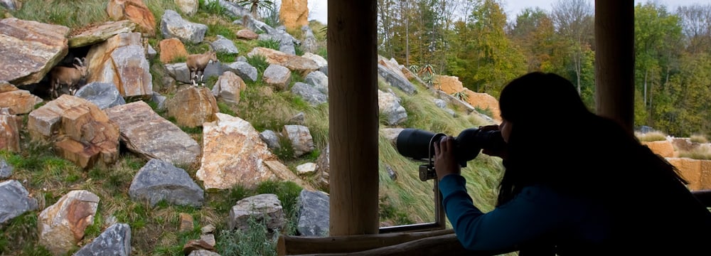 Cordula Galeffi beobachtet im Semien Gebirge mit einem Feldstecher Nubische Steinböcke.