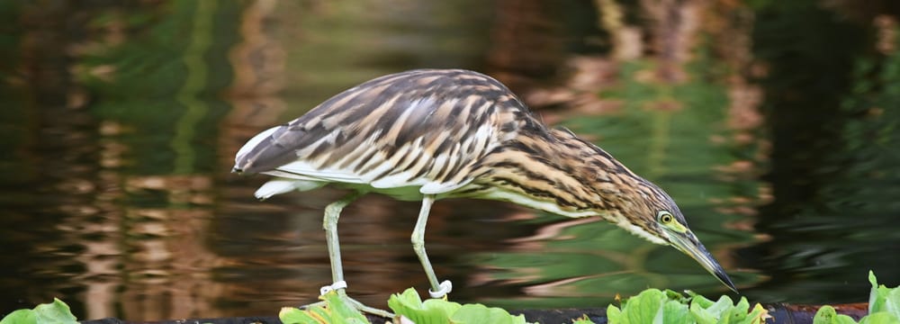 Dickschnabelreiher im Masoala-Regenwald