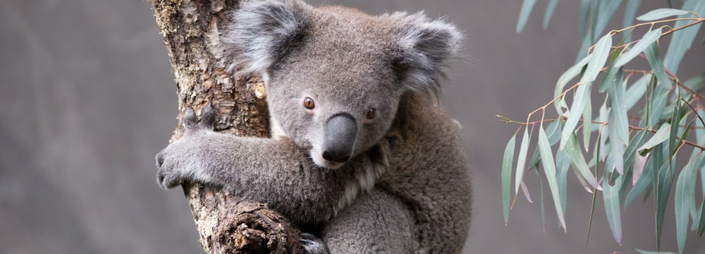 Koala in der Australienanlage im Zoo Zürich.