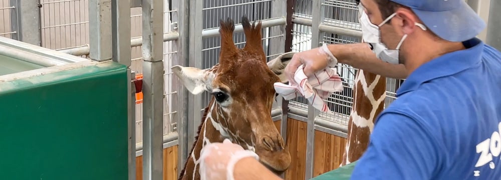 Tierpfleger Marco Brunner macht mit einem Tuch einen Abrieb bei einer Netzgiraffe. Das Tuch dient danach als Geruchsprobe.
