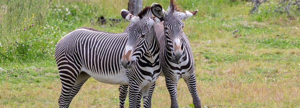 Grevyzebras in der Lewa Savanne im Zoo Zürich.