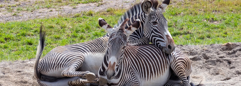 Grevyzebras in der Lewa Savanne im Zoo Zürich.