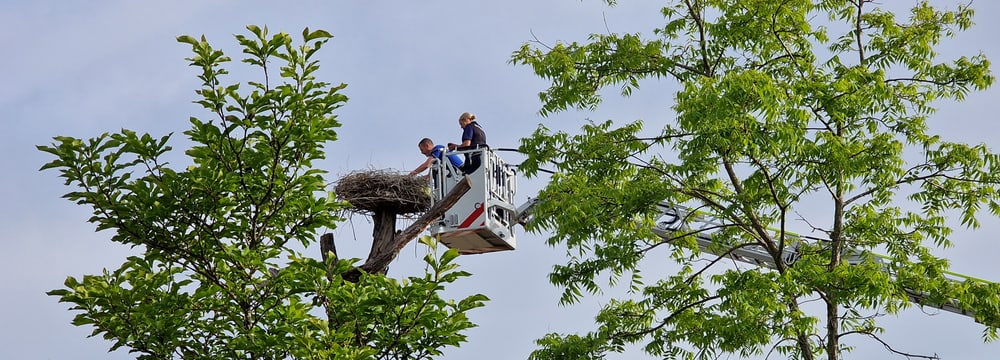 Die Storchen-Horste werden mit der Drehleiter erreicht. 
