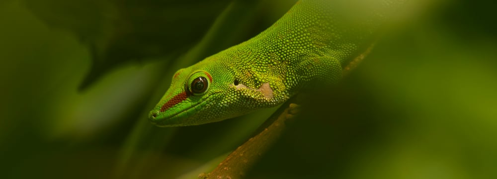 Grosser Madagaskar-Taggecko im Masoala Regenwald des Zoo Zürich.
