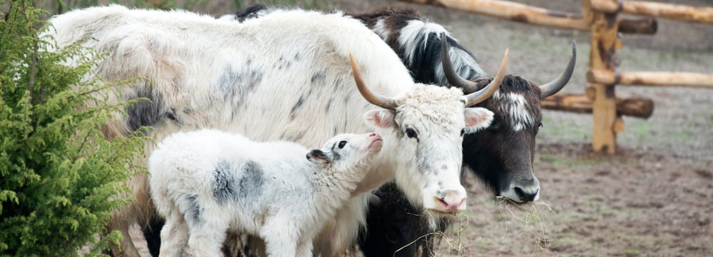 Mongolische Steppe im Zoo Zürich