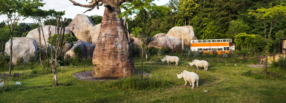 Breitmaulnashörner auf der Lewa Savanne im Zoo Zürich.
