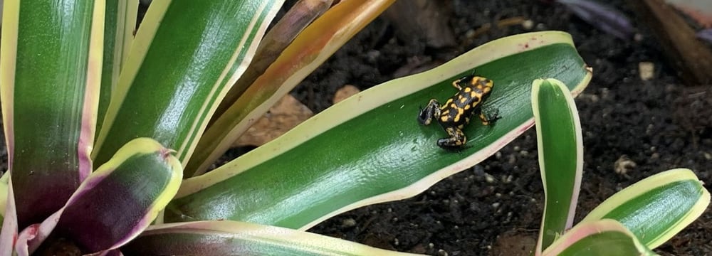 Ein junger Harleking-Baumsteiger eine Woche nach der erfolgreichen Metamorphose.