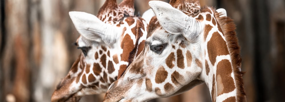 Netzgiraffe