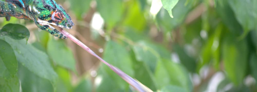 Pantherchamäleon schiesst ein Insekt im Zoo Zürich.