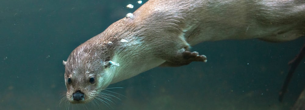 Europäischer Fischotter Tom im Zoo Zürich.