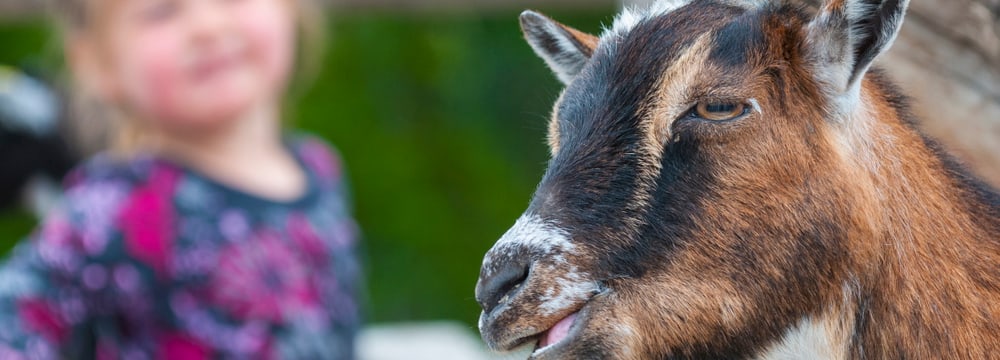 Zoolino im Zoo Zürich