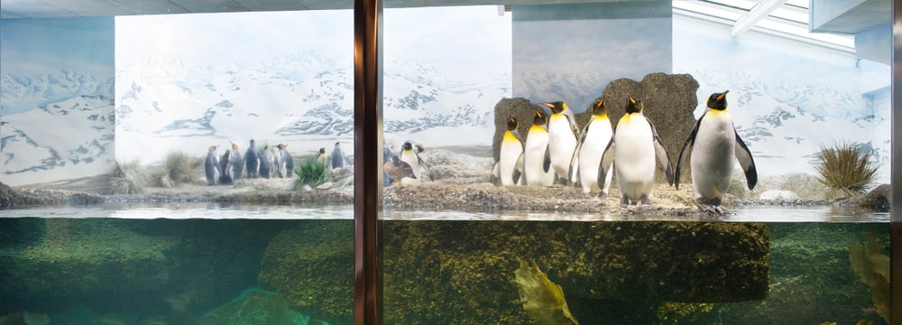 Königspinguine in der Innenanlage im Aquarium des Zoo Zürich.