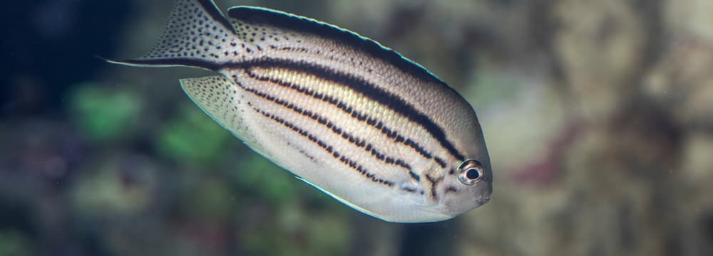 Lamarcks Lyrakaiserfisch